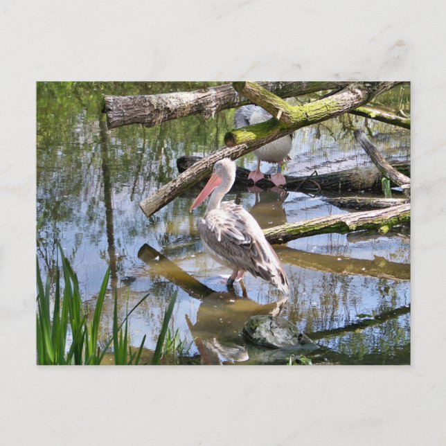 CARTÃO POSTAL PELICANOS (Frente)