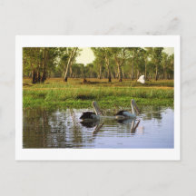 Pelicanos australianos, Parque Nacional de Kakadu,