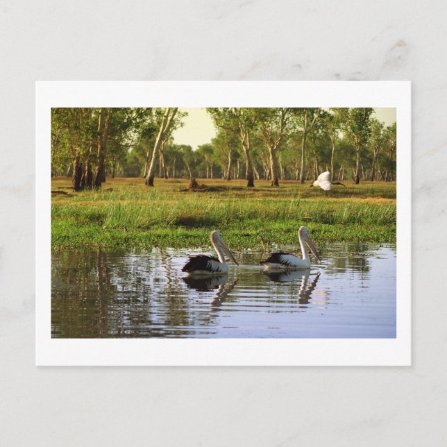 Cartão Postal Pelicanos australianos, Parque Nacional de Kakadu, (Frente)