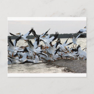 Cartão Postal Pelicanos brancos