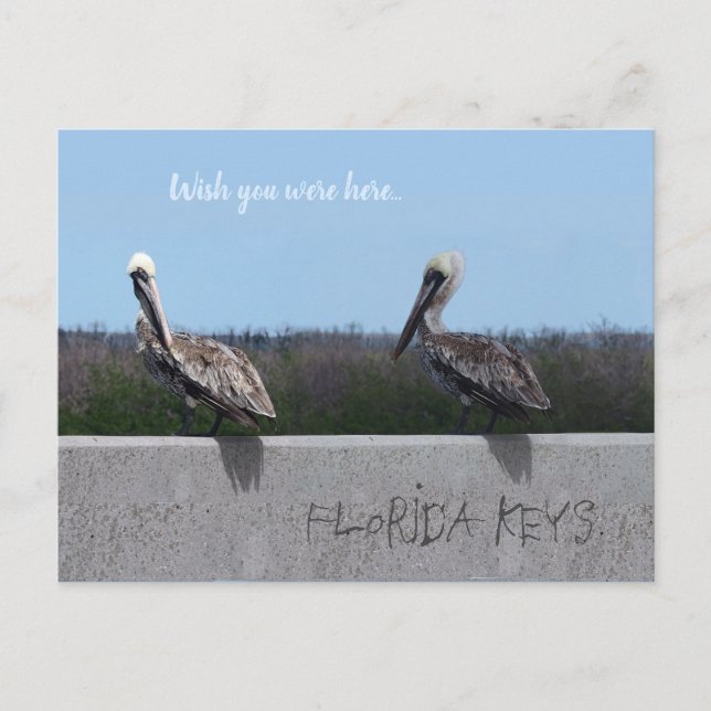 Cartão Postal Pelicanos (com texto personalizável) (Frente)