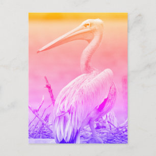 Cartão Postal Pelicanos de cor-de-rosa