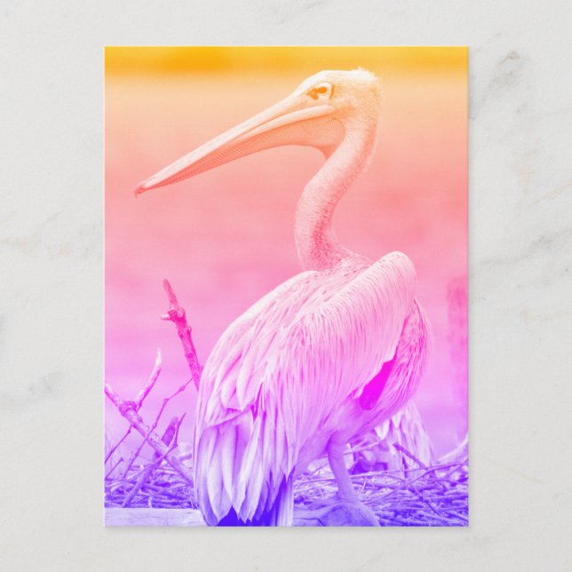 Cartão Postal Pelicanos de cor-de-rosa (Frente)