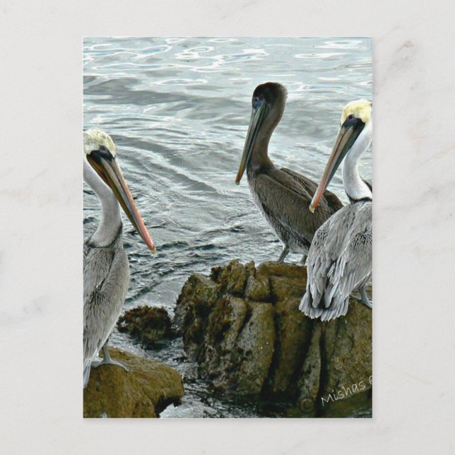 Cartão Postal Pelicanos de Monterey (Frente)