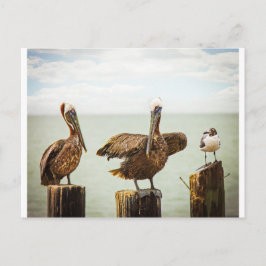 Cartão Postal Pelicanos e Seagull