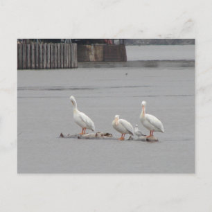 Cartão Postal Pelicanos e também uma gaivota
