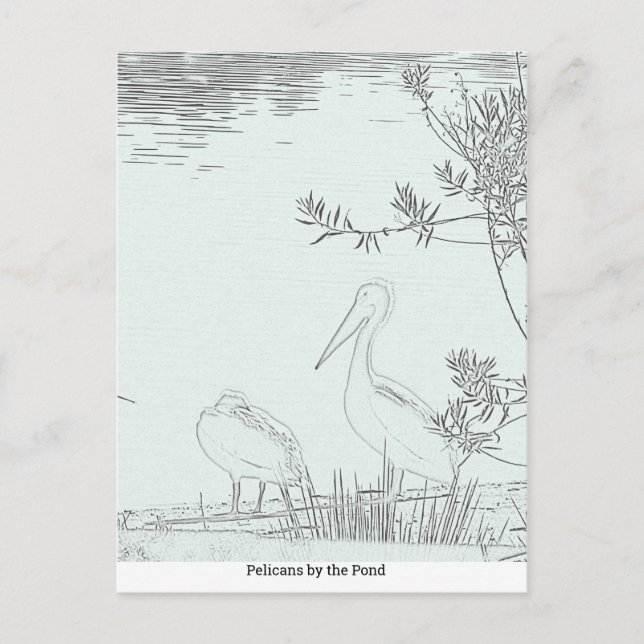Cartão postal - Pelicanos junto ao Lago (Frente)