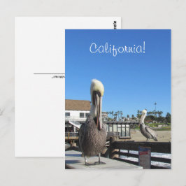 Cartão postal - Pelicanos no Pier