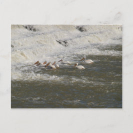 Cartão Postal Pelicanos pescando abaixo do pórtico