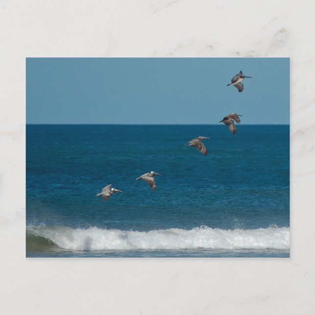 Cartão Postal Pelicanos voando em formação, Costa Rica (Frente)