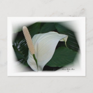 Cartão Postal Películas lindas 12