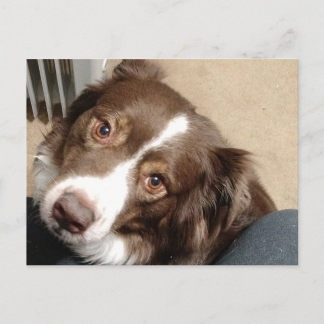 Cartão Postal Pelo amor de Aussie! (Frente)