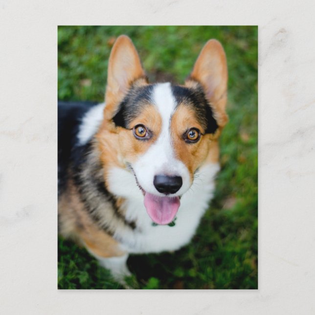 Cartão Postal Pembroke Welsh Corgi (Frente)