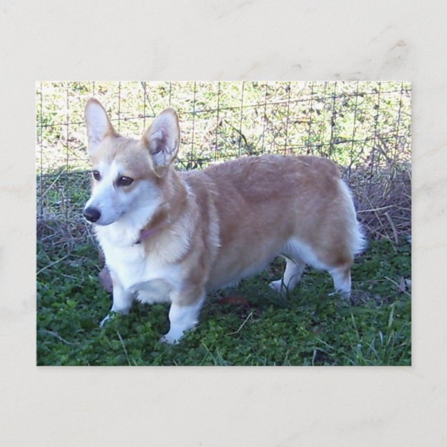 Cartão Postal Pembroke Welsh Corgi (Frente)