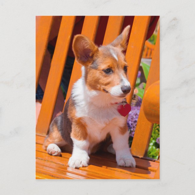 Cartão Postal Pembroke Welsh Corgi, cachorrinho sentado no banco (Frente)