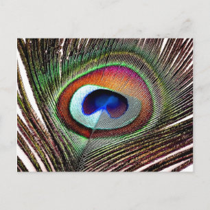 Cartão Postal Pena Colorida de Pavão de Cobre