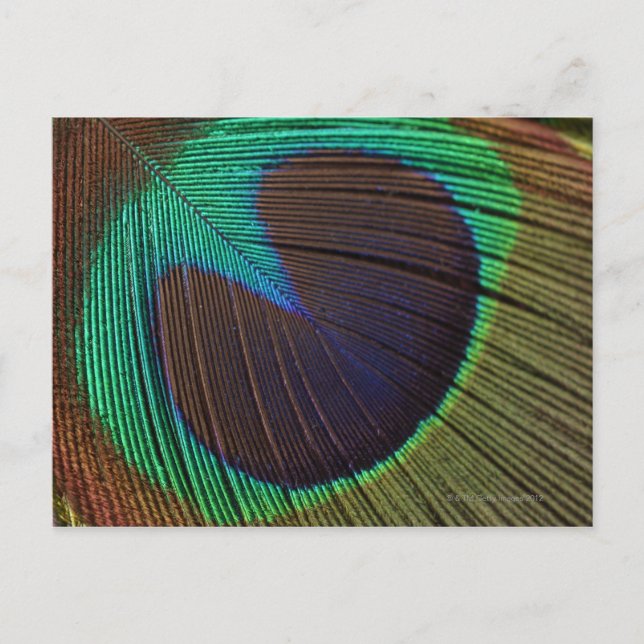 Cartão Postal Pena de Peacock (Frente)