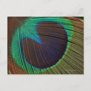 Cartão Postal Pena de Peacock