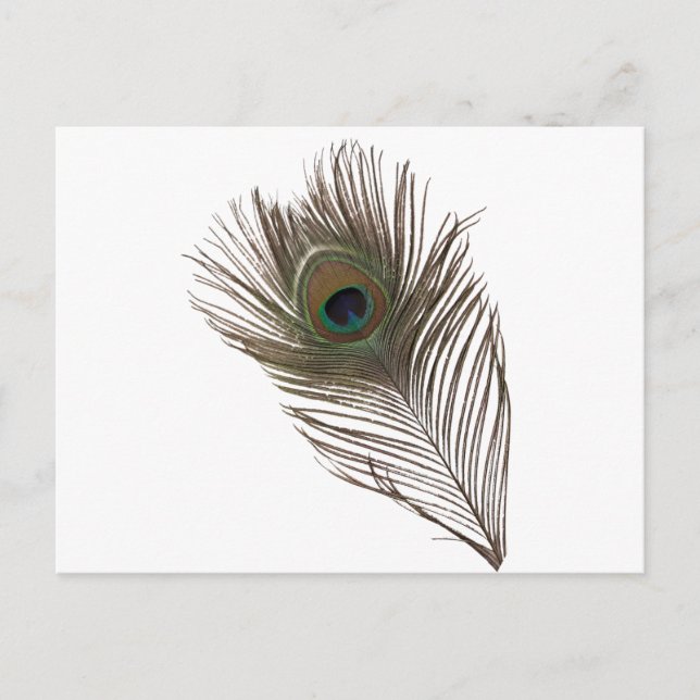 Cartão Postal Pena de Peacock (Frente)