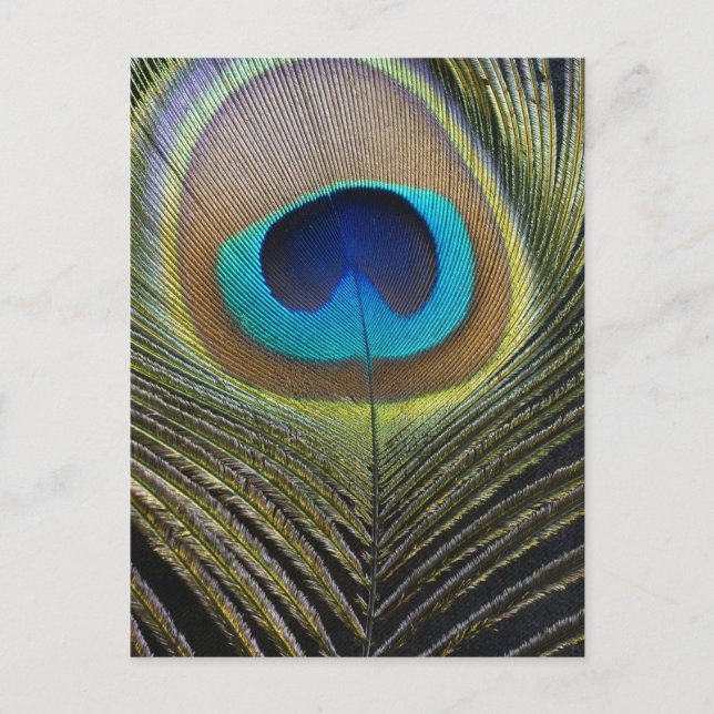 Cartão Postal Pena de Peacock Dramática (Frente)