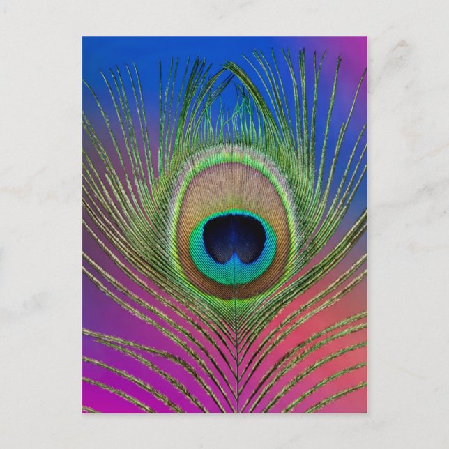 Cartão Postal Pena de vela de pavão (Frente)