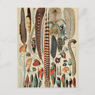 Cartão Postal Penas Antigas de Feather Bird