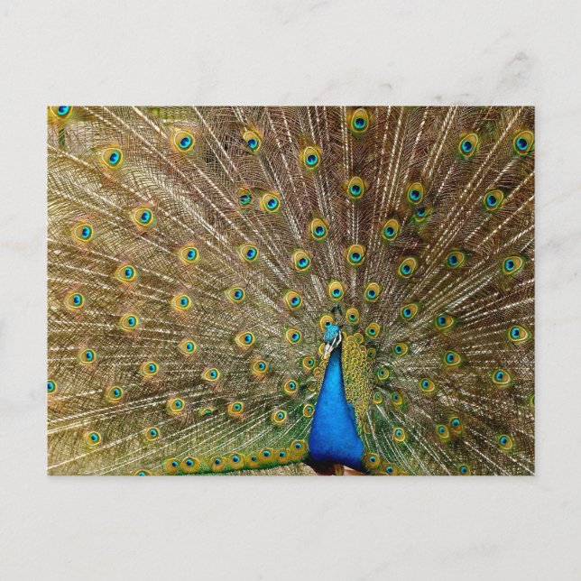 Cartão Postal Penas da Cauda Peacock (Frente)