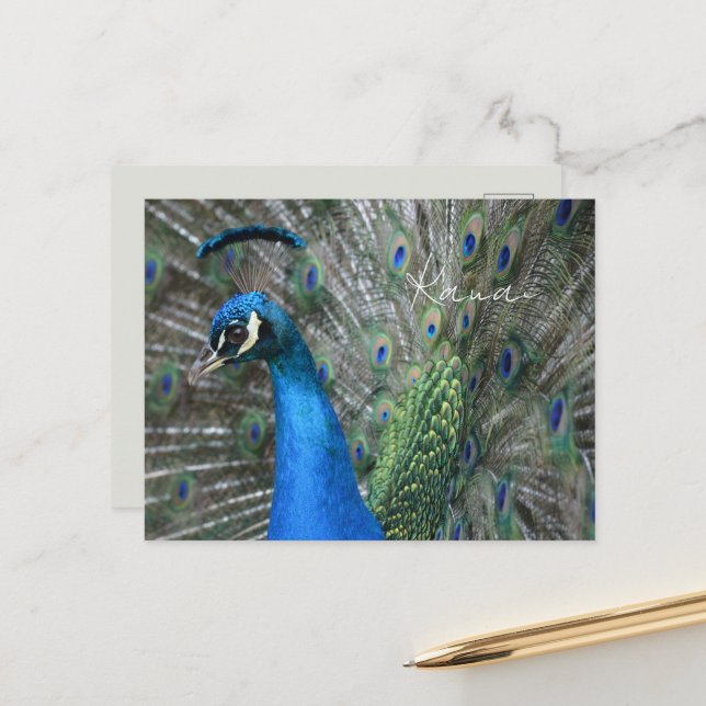 Cartão Postal Penas de Pavão de Kauai (Frente/Verso In Situ)