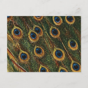 Cartão Postal Penas de Peacock