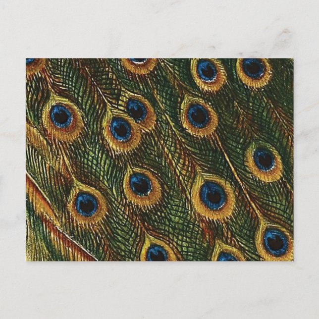 Cartão Postal Penas de Peacock (Frente)