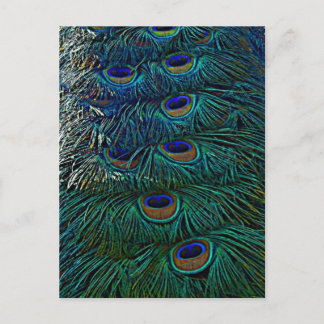 Cartão Postal Penas de Peacock