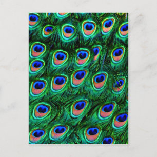 Cartão Postal Penas de peacock_