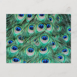 Cartão Postal Penas de Peacock