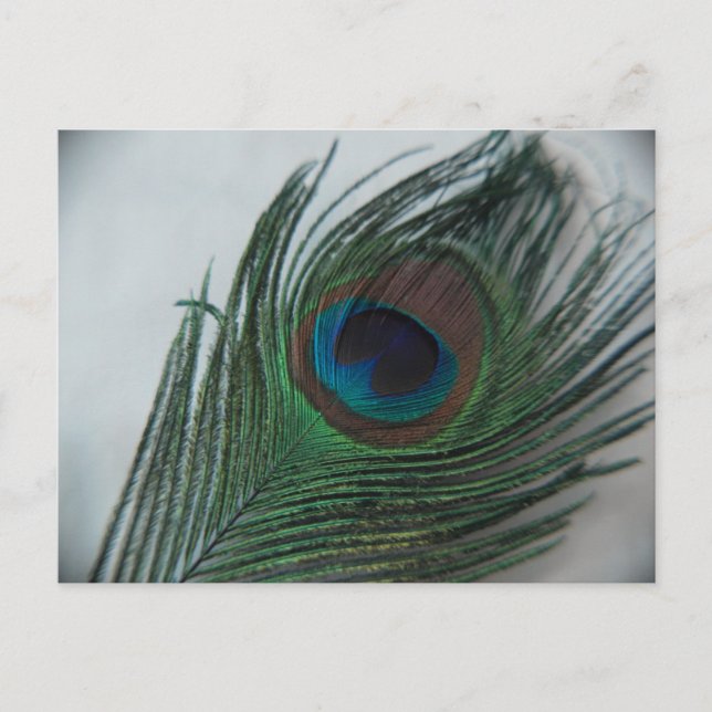 Cartão Postal Penas de Peacock Românticas (Frente)