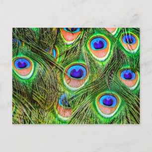 Cartão Postal Penas de Peacock Shimmering