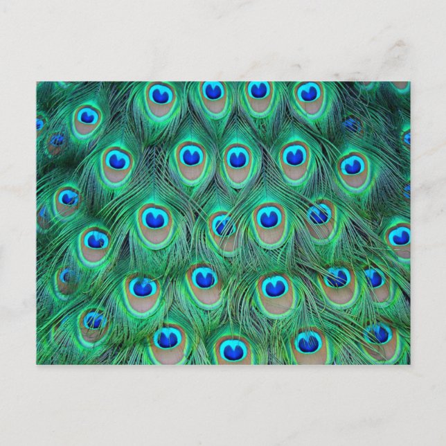 Cartão Postal Penas de Peacock Vibrantes (Frente)