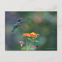 Cartão Postal Penas ruborizadas ~ Voo de beija-flor