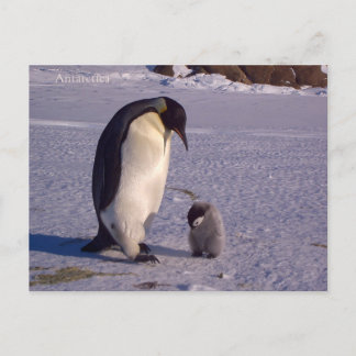 Cartão Postal Penfinga com um bebê porquinho na Antártica, foto.
