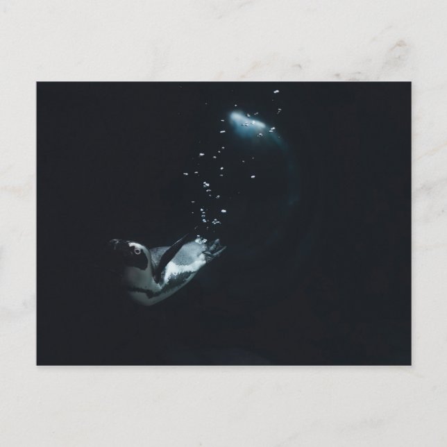 Cartão Postal Penguin Dive (Frente)