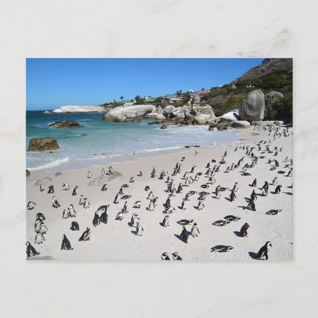 Cartão Postal Penguins Boulders Beach | África do Sul (Frente)
