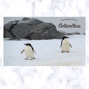 Cartão Postal Penguins Sally Cove Horsferes Island Antártica
