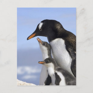 Cartão Postal Península Antártica, Porto Neko, Pinguim-de-gentoo