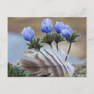 Cartão Postal Península de Seward, Alasca, Flores Silvestres Árt