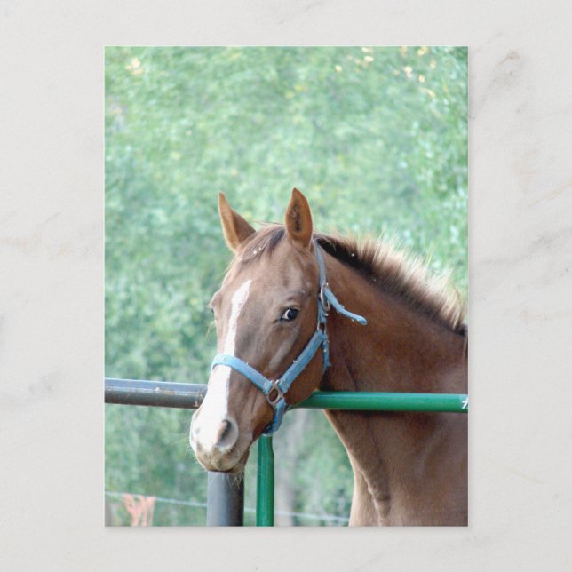 Cartão Postal Penny Ole Gal (Frente)