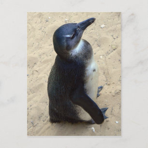 Cartão Postal penquim africano