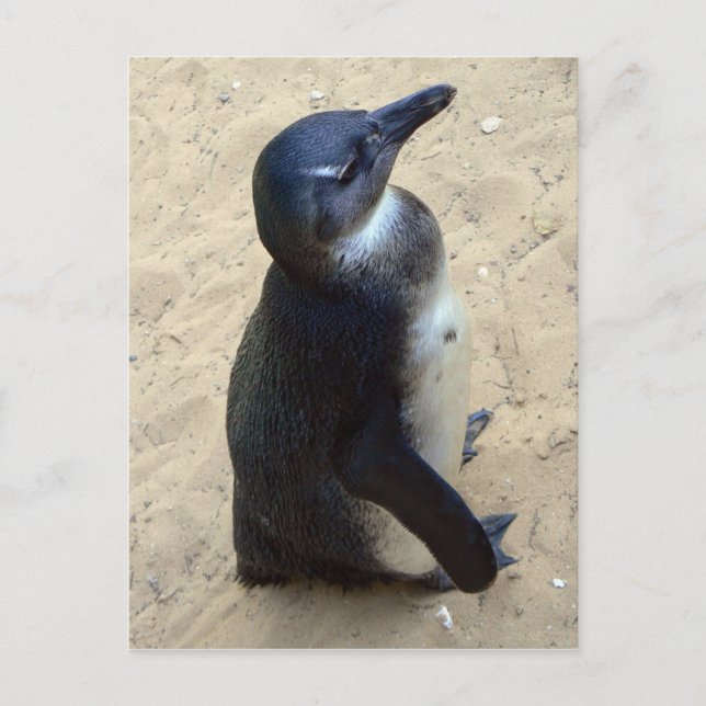 Cartão Postal penquim africano (Frente)