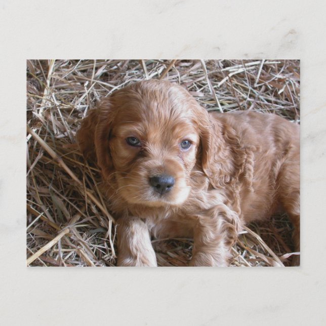 Cartão Postal Pensando em você... (Frente)