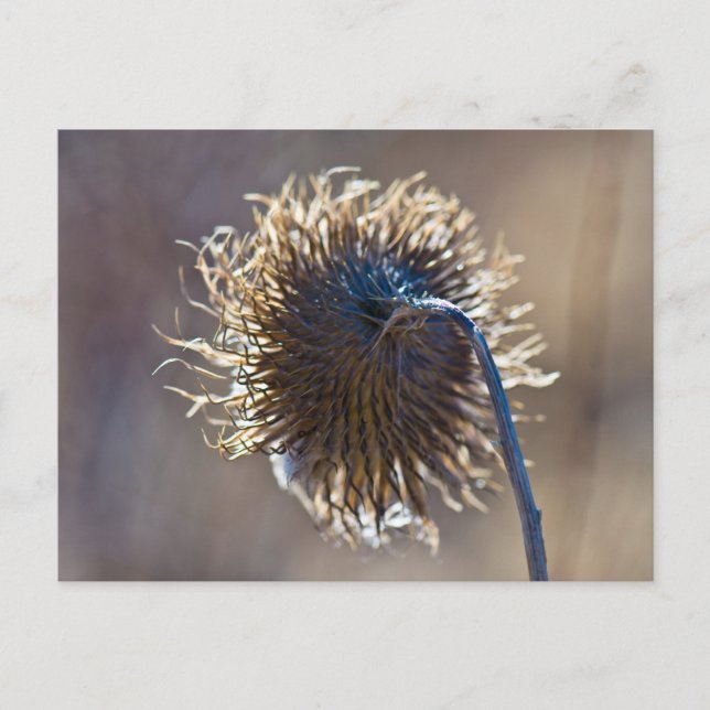 Cartão Postal Pensando em você (Frente)