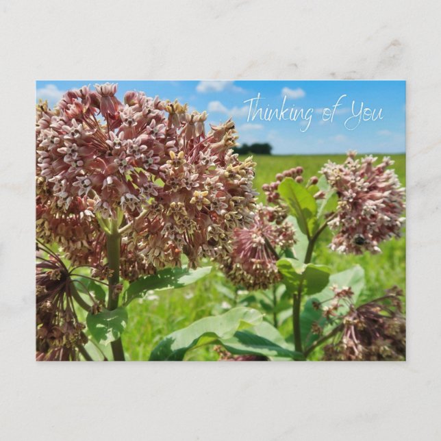 Cartão Postal Pensando em você (Frente)