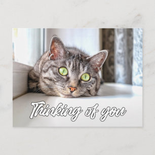 Cartão Postal Pensando Em Você - Adorável Gato Gatinho